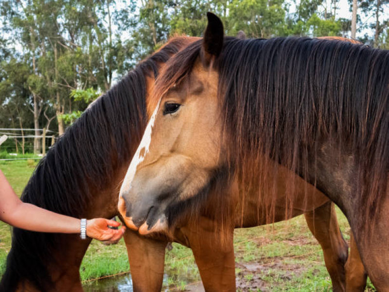 Clínica de Equoterapia para Deficientes Jarinú - Terapia com Cavalos
