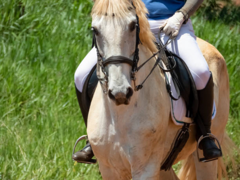 Clínica Que Faz Terapia com Cavalos Santa Rita do Passa Quatro - Equoterapia para Síndrome de Down