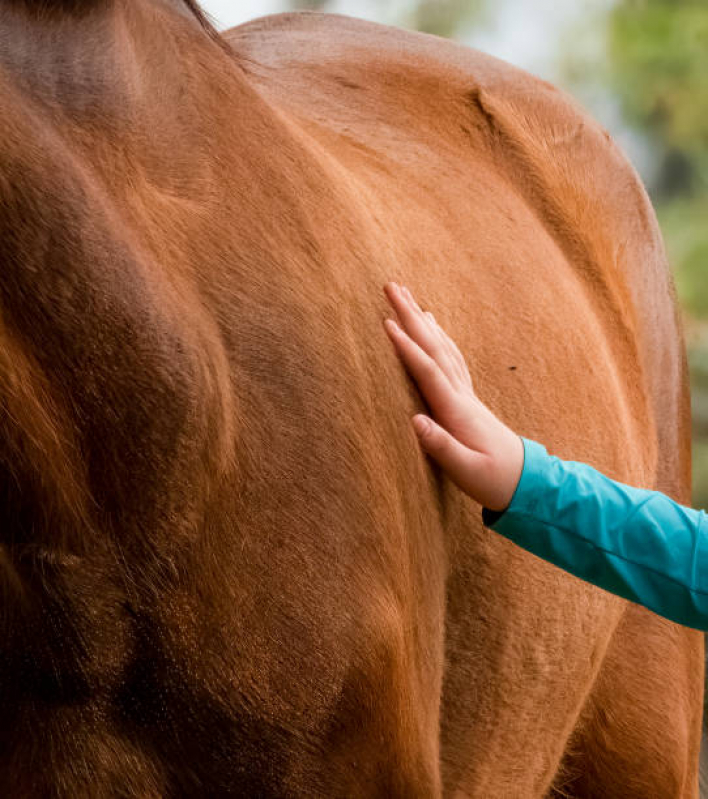 Equoterapia para Síndrome de Down Marcar Porto Ferreira - Terapia com Cavalos