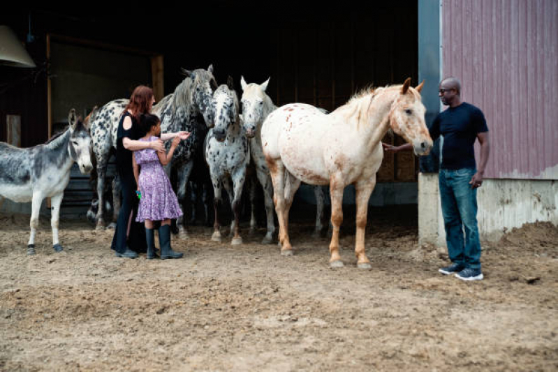 Terapia com Cavalos para Autismo Nazaré Paulista - Equoterapia para Deficientes Rio Claro