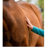 clínica que faz terapia com cavalos para autismo Araçariguama